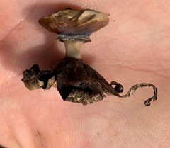 Geastrum