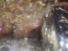 Cnemidocarpa bicornuta