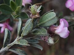 Podalyria calyptrata