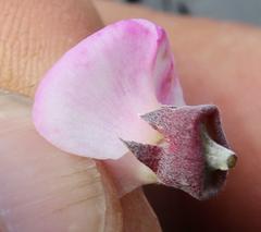 Podalyria calyptrata