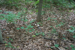 Fungi