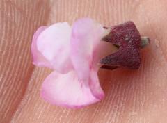 Podalyria calyptrata