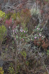 Podalyria calyptrata