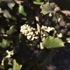 Dryomyia lichtensteinii