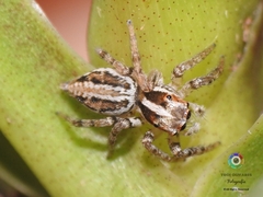 Leptofreya ambigua
