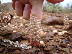 Eriospermum paradoxum