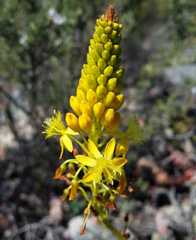 Bulbine latifolia
