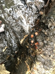 Scutellinia vitreola