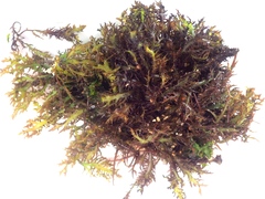 Chondracanthus teedei