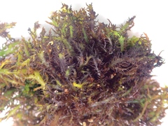 Chondracanthus teedei