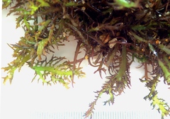 Chondracanthus teedei