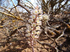 Eriospermum paradoxum