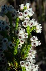 Erica margaritacea