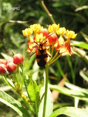 Oncopeltus varicolor varicolor