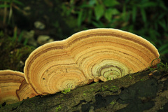 Fungi