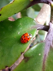 Harmonia axyridis