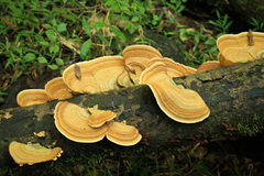 Fungi