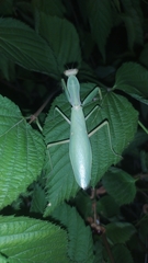 Hierodula transcaucasica