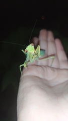 Hierodula transcaucasica