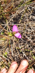 Polygala recognita