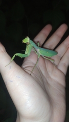 Hierodula transcaucasica