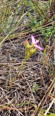 Polygala recognita