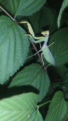 Hierodula transcaucasica