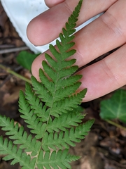 Phegopteridoideae
