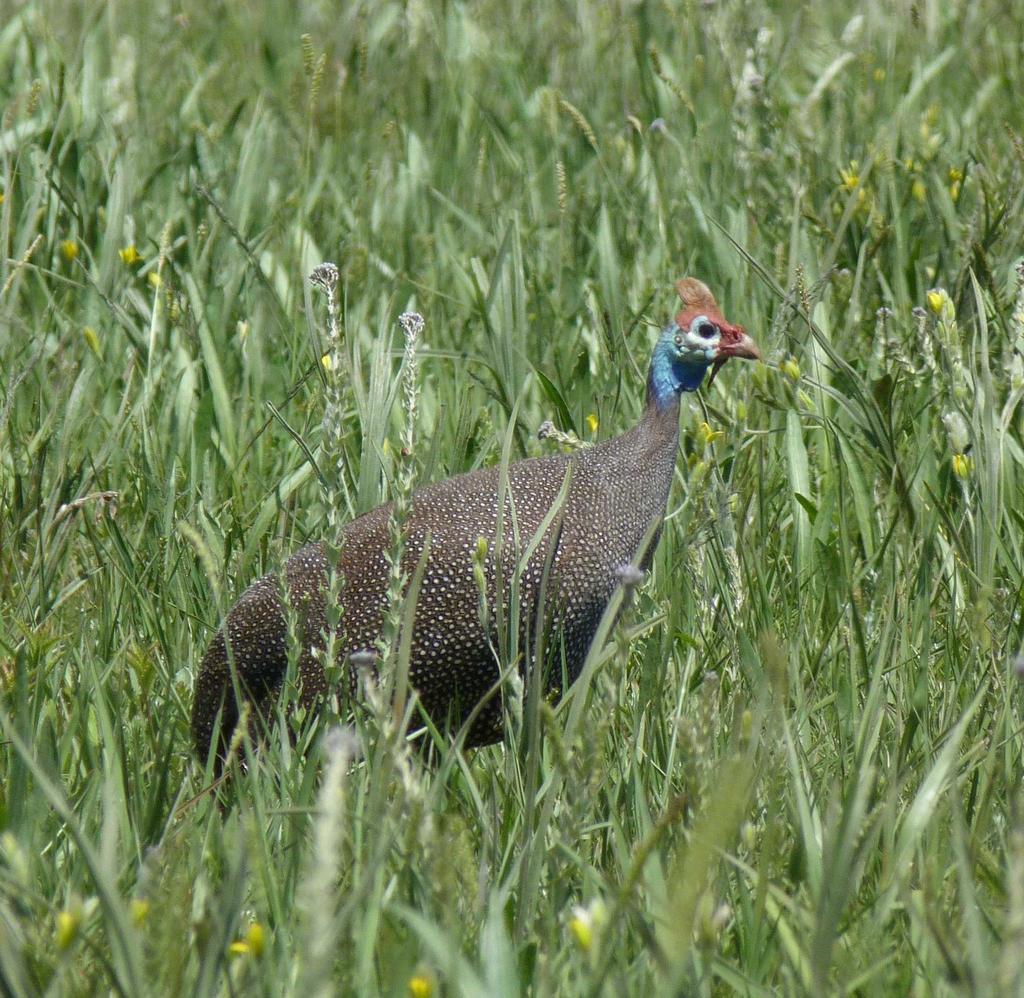 Southern Helmeted Guineafowl from Rietvlei Dam Nature Reserve on ...