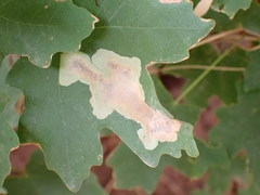 Cameraria superimposita