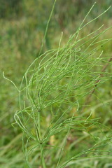 Equisetum palustre