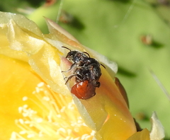 Macrotera