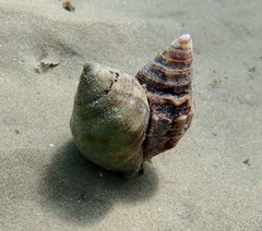 Stramonita haemastoma