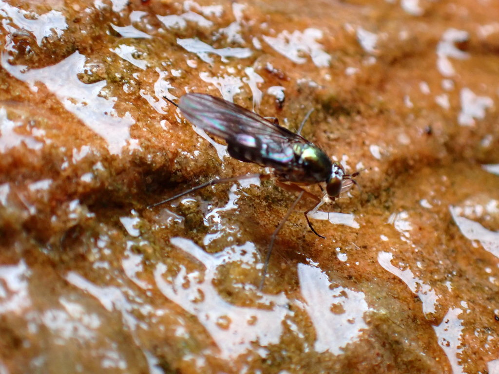 Tachytrechus dilaticosta