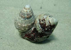 Stramonita haemastoma