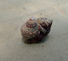 Stramonita haemastoma