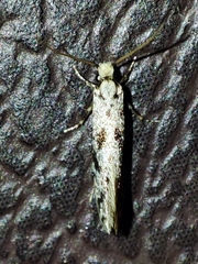 Nemapogon variatella