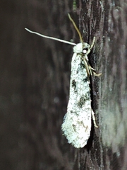 Nemapogon variatella