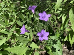 Ruellia ciliatiflora