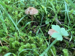 Inocybe lacera