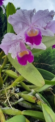 Cattleya trianae