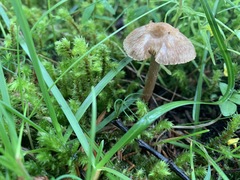Inocybe lacera