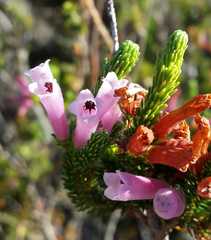 Erica verticillata