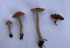 Inocybe lacera