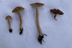 Inocybe lacera