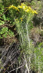 Euryops rehmannii