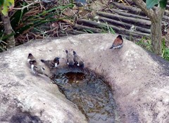 Spermestes bicolor nigriceps