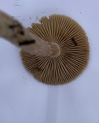 Inocybe lacera