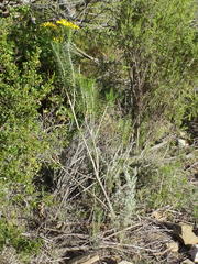 Euryops rehmannii