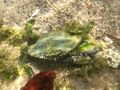 Callinectes bellicosus